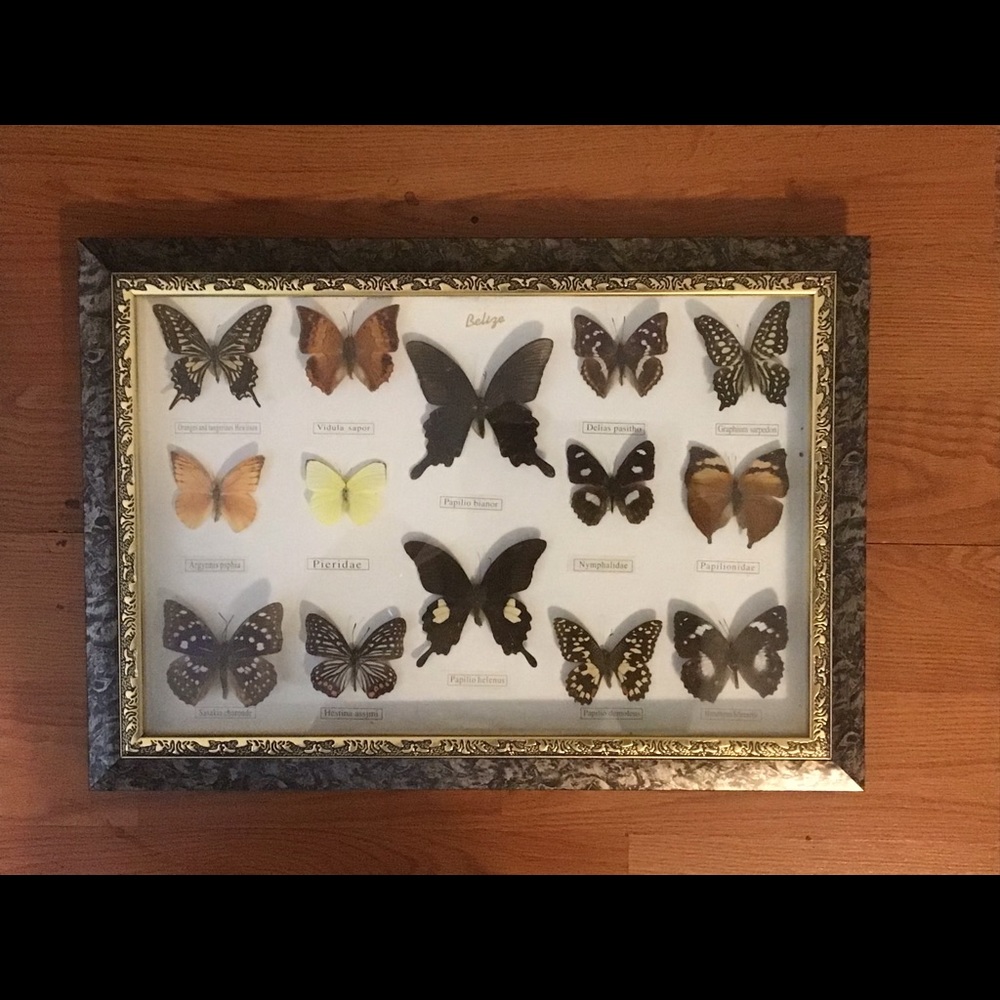 Belize Set of 14 Framed Butterflies - Picture 3 of 4
